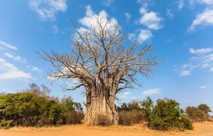 baobab