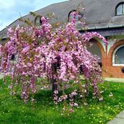 alberi ornamentali