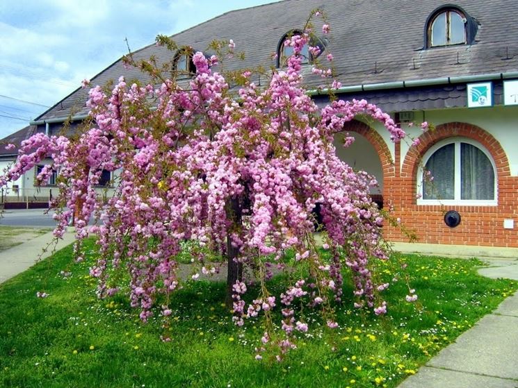 quercia rossa