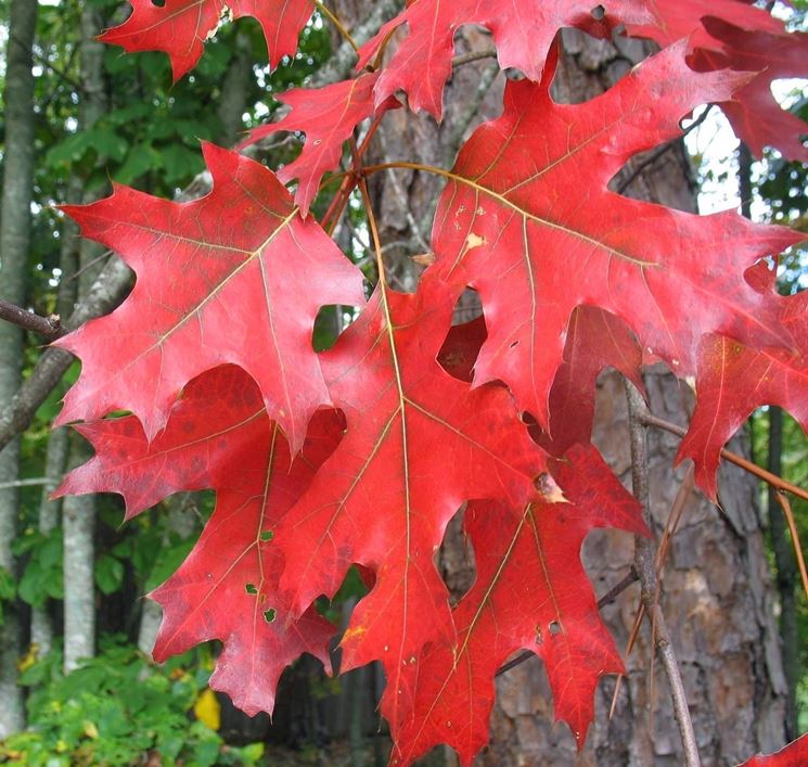 quercia rossa