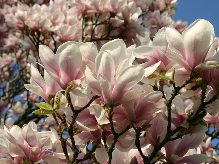 magnolia