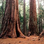 sequoia