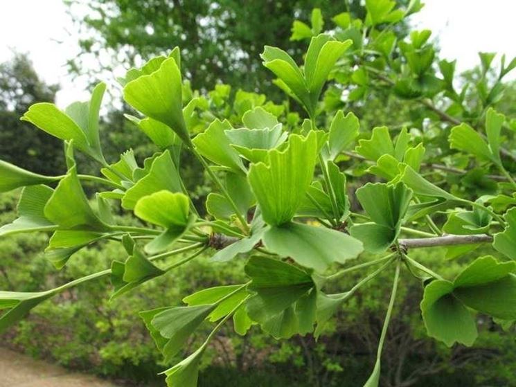 Ginkgo biloba