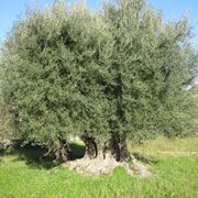 alberi sempreverdi da giardino