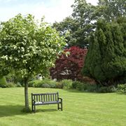 alberi ornamentali da giardino