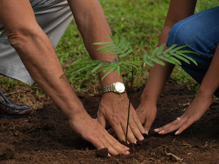 Piantare un albero