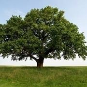 alberi ornamentali da giardino