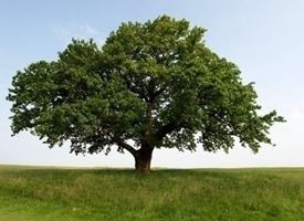 Alberi