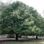 tipi di alberi