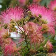 Albizia - fiori