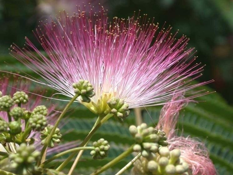 pianta di albizia