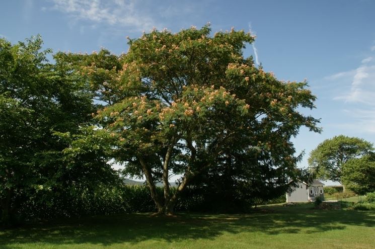 albizia julibrissin