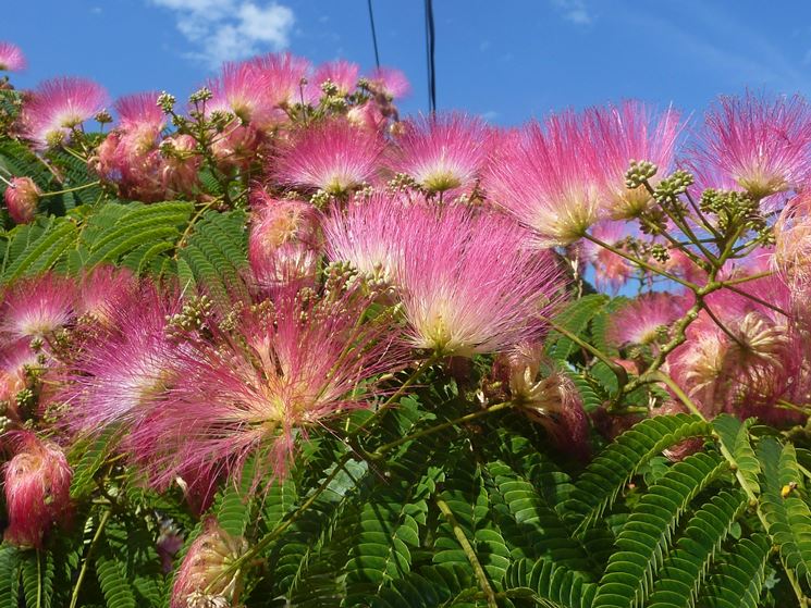 albizia