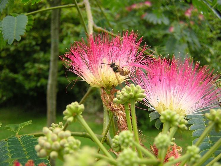 coltivazione albizia