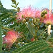 albizia julibrissin