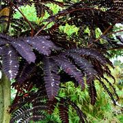 acacia di costantinopoli