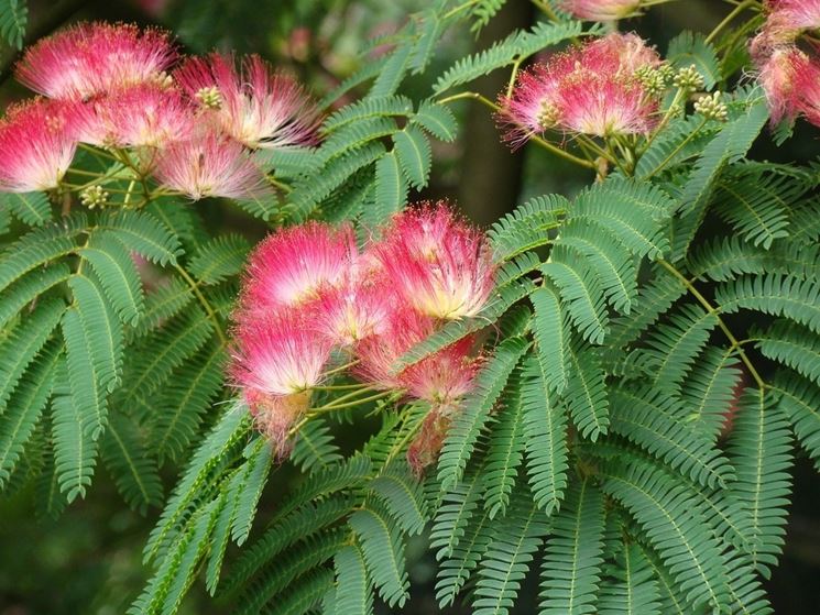 Albizia