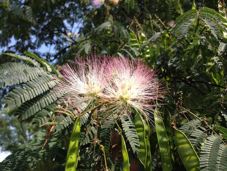 albizia