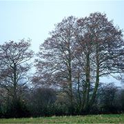 Ontano albero