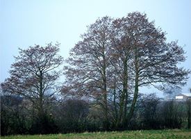 Ontano nero, Ontano  -  Alnus glutinosa 