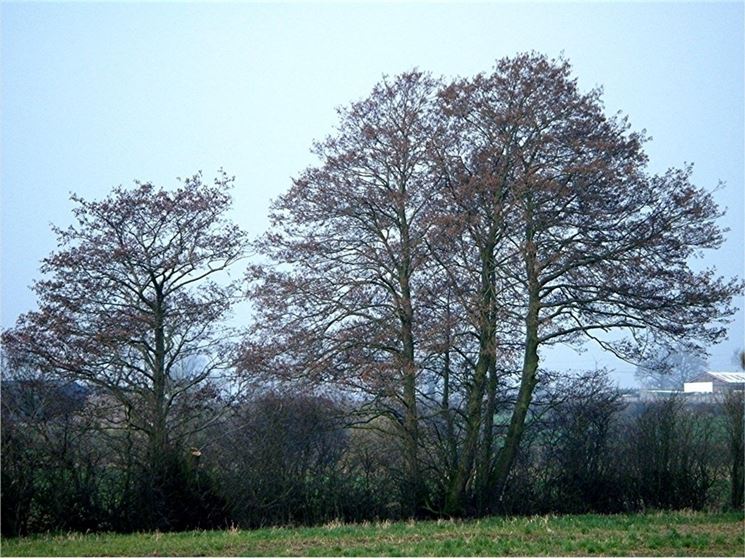 Ontano albero