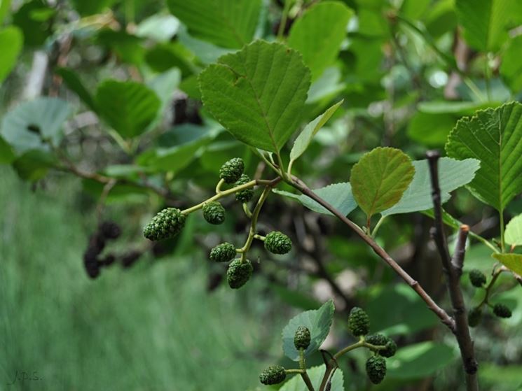 alnus glutinosa