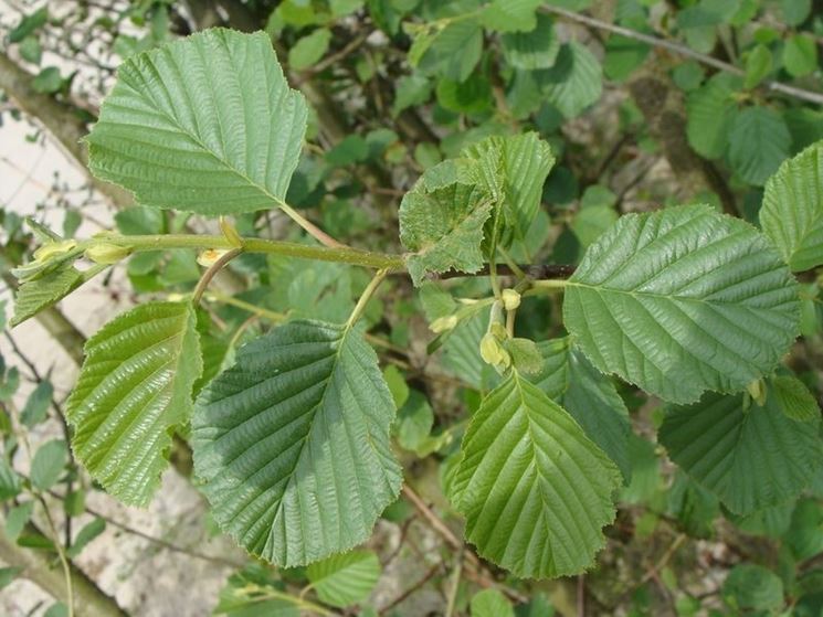 alnus incana