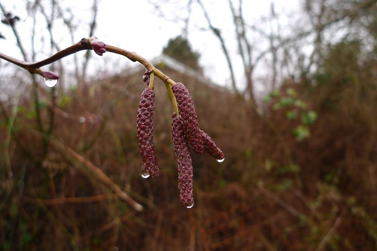 frutti di alnus rubra