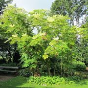 Aralia pianta