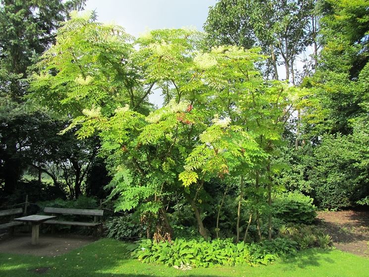 Aralia pianta