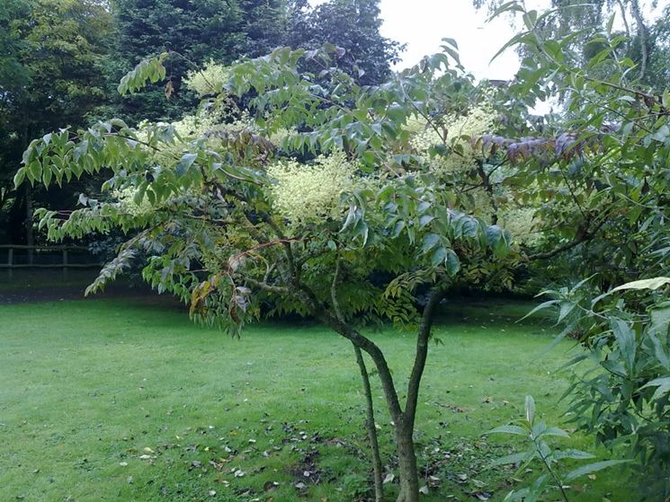 Aralia infiorescenza