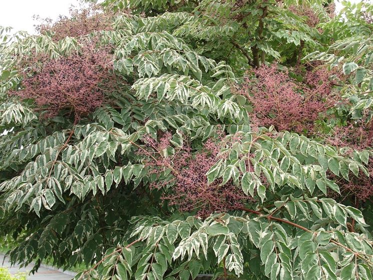 aralia elata