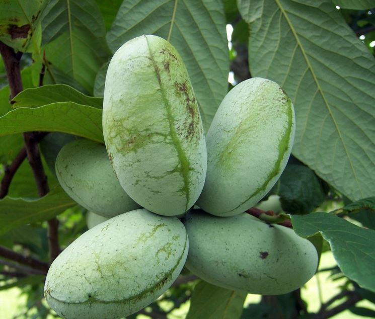 Asimina triloba fiori