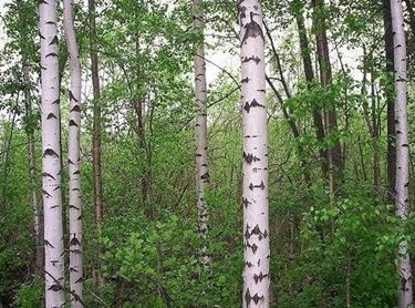 Betula jacquemontii (syn. Betula utilis)