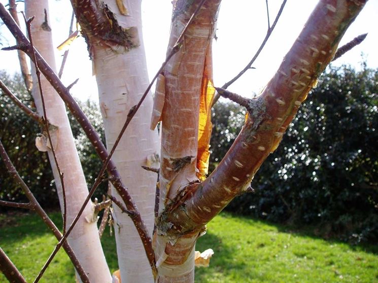 betula albosinensis