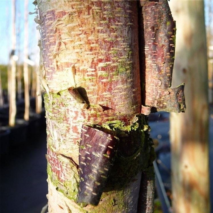 Betula pendula