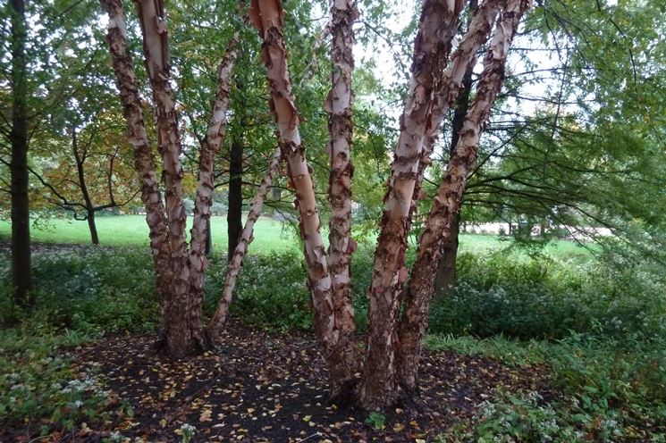 Betula nigra