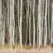 Foresta betulle bianche