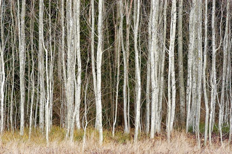 Foresta betulle bianche