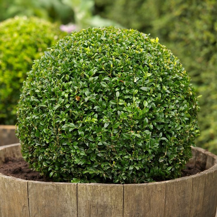 buxus sempervirens