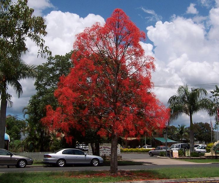 Brachychiton autunno