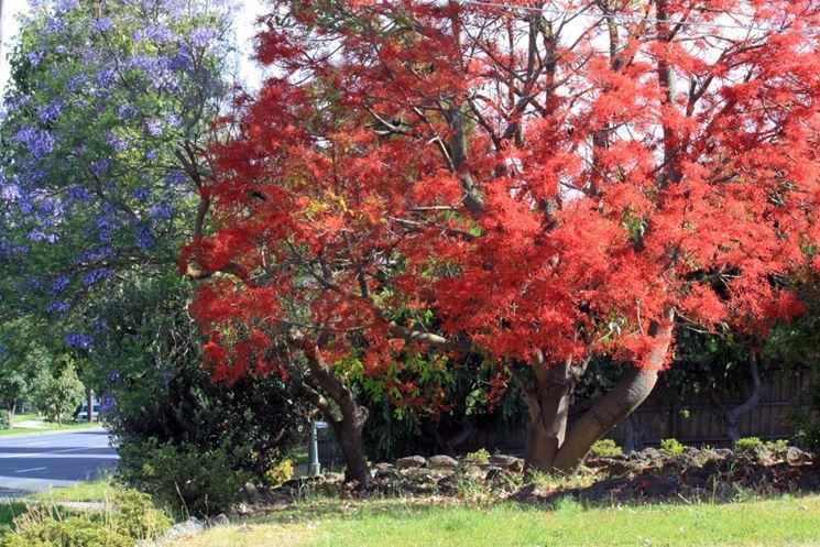 alberi bottiglia