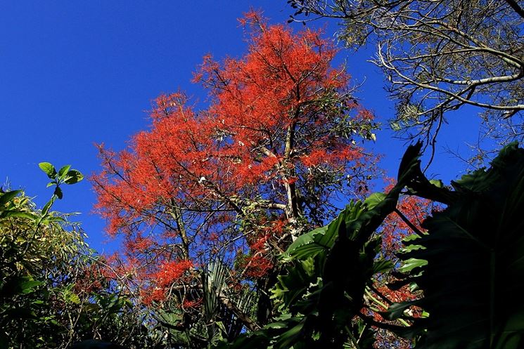 albero fiamma