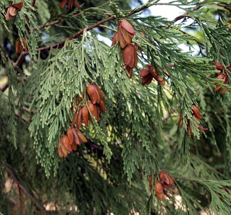 cedro della california