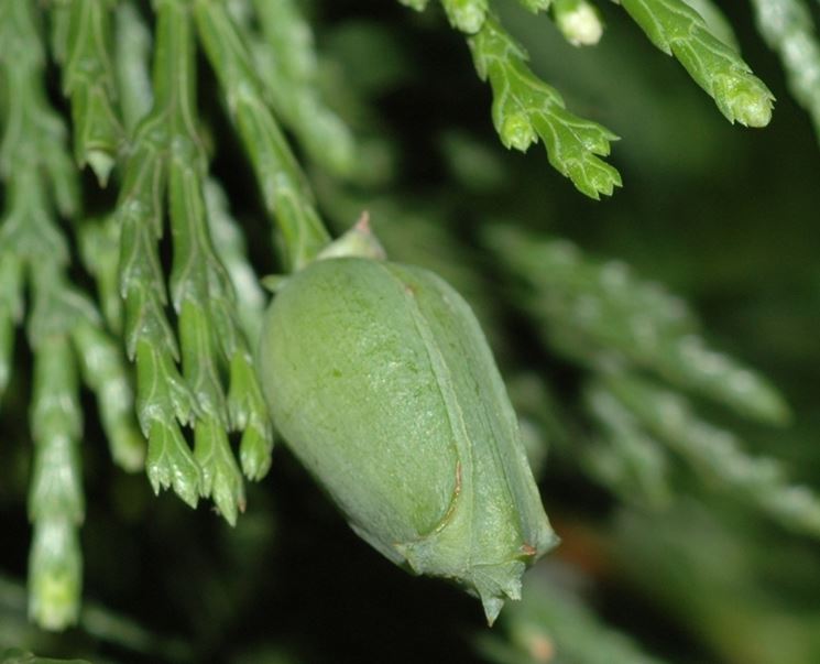 particolare cedro della california