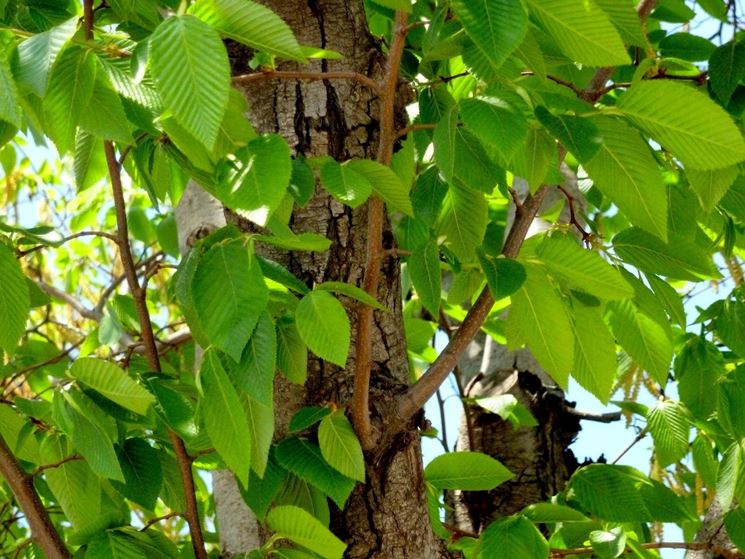 Fronde carpino nero