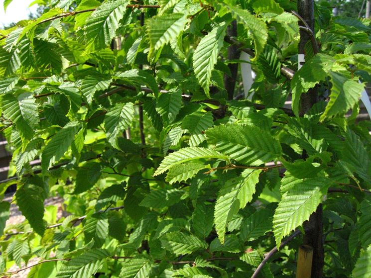 carpinus betulus