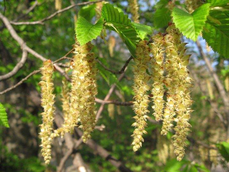 carpinus betulus