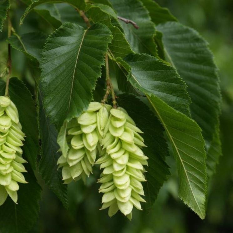 Carpino - Carpinus betulus - Carpinus betulus - Alberi - Carpino - Carpinus  betulus - Alberi