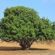 Pianta carrubo terreno